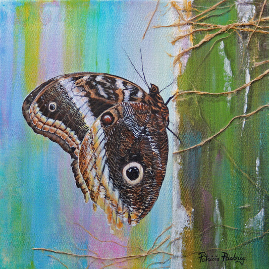 Owl Butterfly